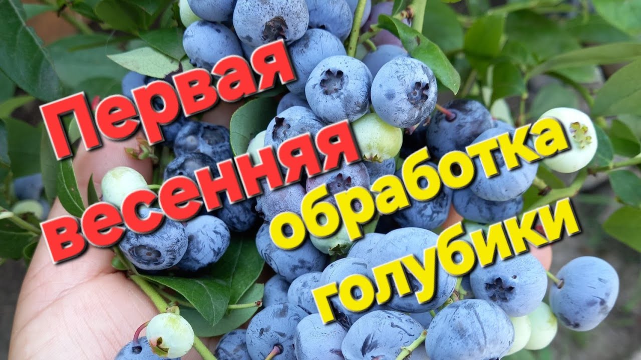 Первая ВЕСЕННЯЯ ОБРАБОТКА голубики 