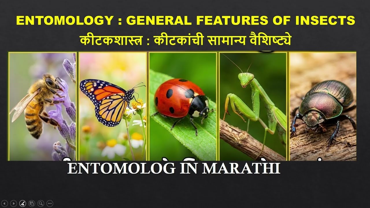 Insects general features | Entomology in marathi