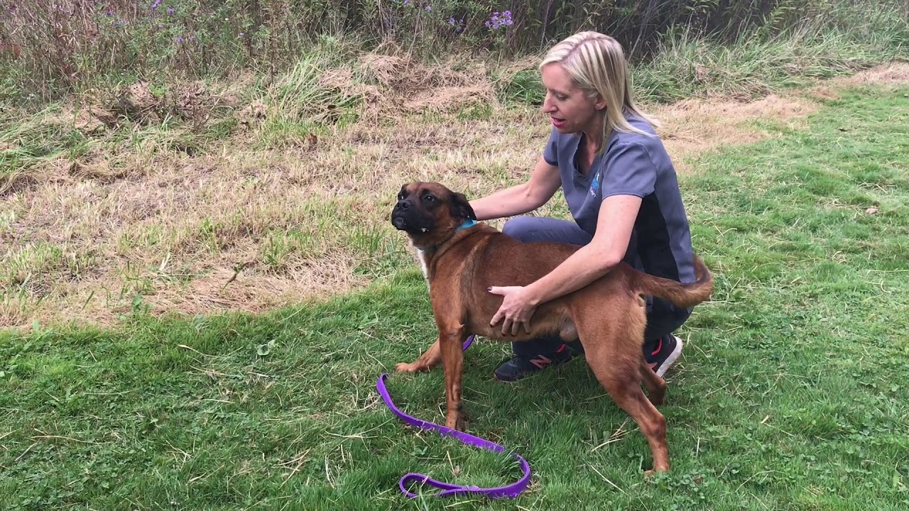 Heartworm in dogs