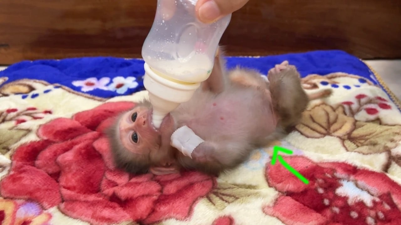 Genius Baby Yuri Got Big TUmmy But Still Want Drink More Milk