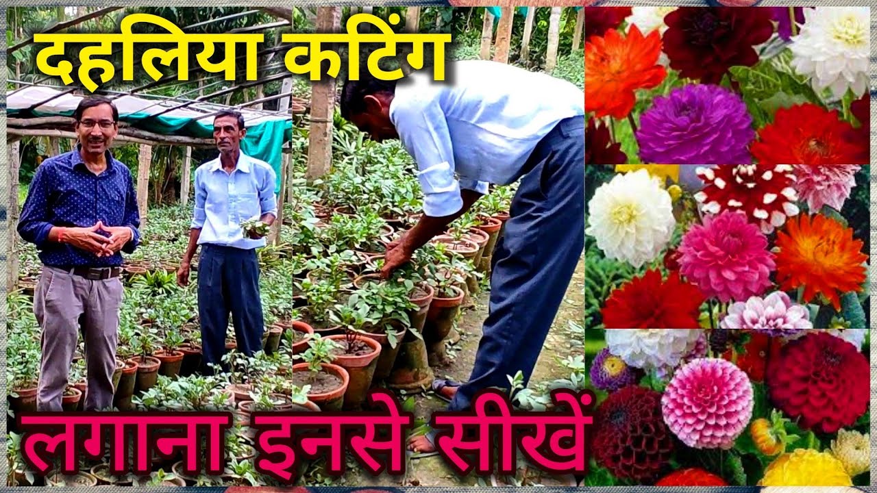 दहलिया की कटिंग लगाना सीखें, पौधा खरीदें इस नर्सरी से, बढ़िया नर्सरी / Excellent 💯 Dahlia Nursery