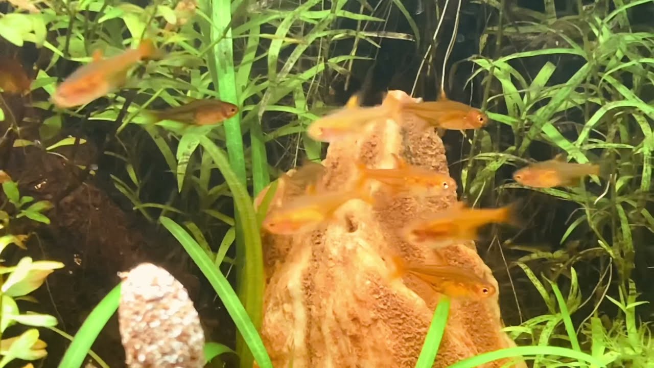 Hyphessobrycon amandae -der Funkensalmler