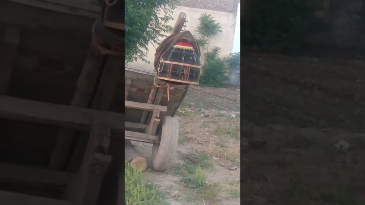 Black francolin voice sindhi kala teeter ..سیا ہ  تیتر  آواز