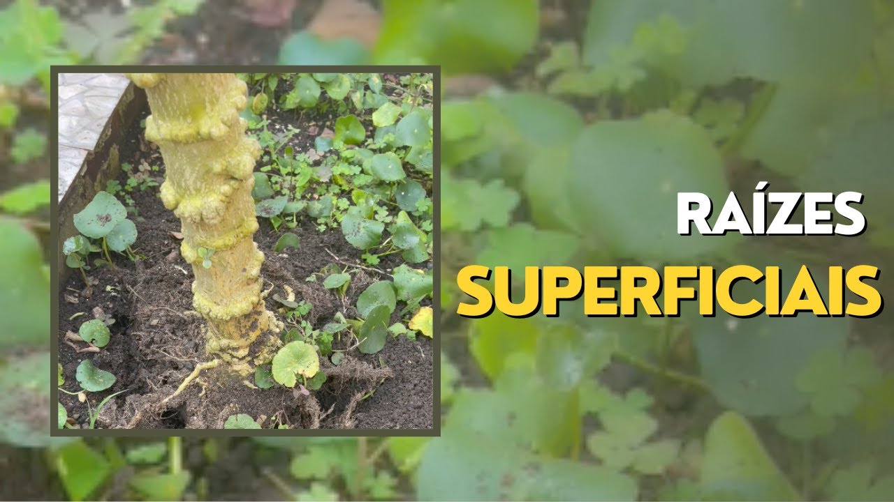 Aprofunde Suas Raízes #1 - Raízes Superficiais
