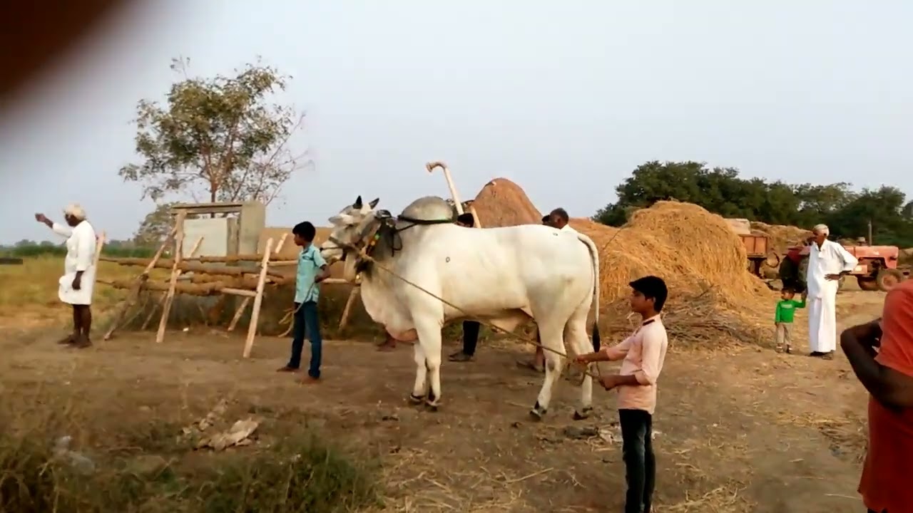 14/1/2018 ARIKATLA FAMILY BULLS,  VILLAGE ALLURU VILLAGE UYYALAWADA MANDAL NANDYAL DIST AP 