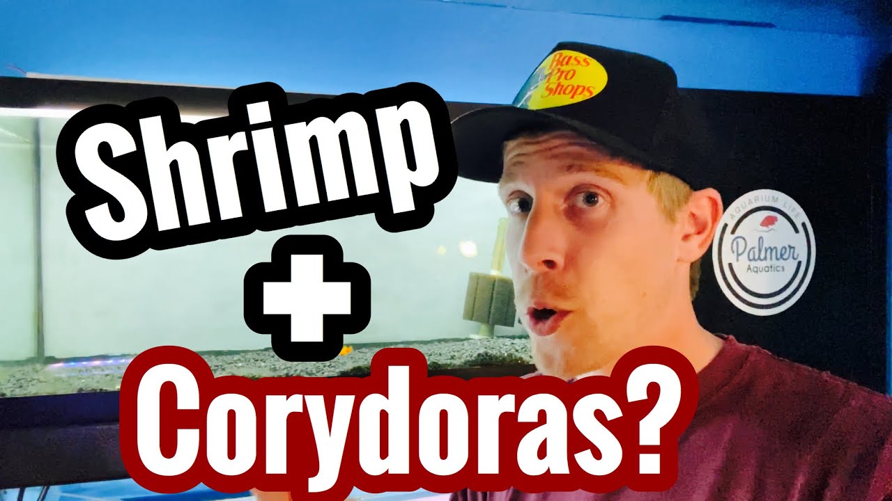 Keeping Cory Catfish with Shrimp?