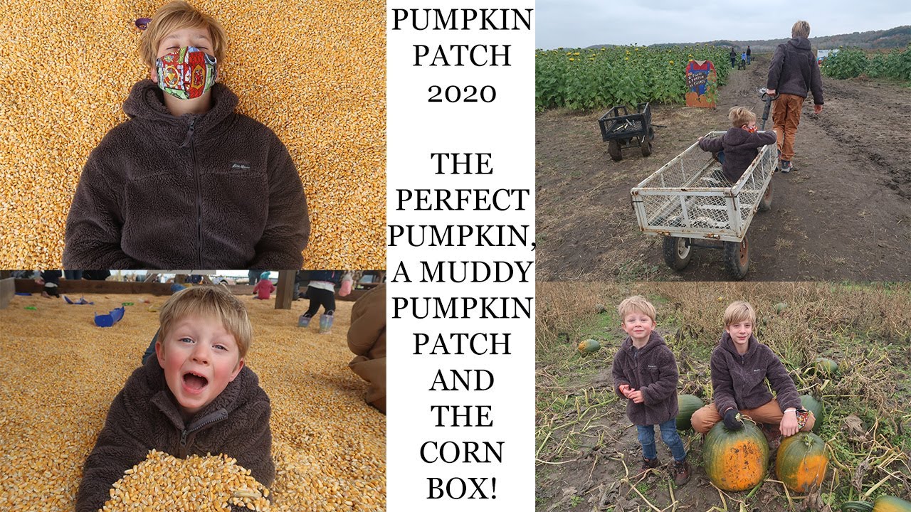 Pumpkin Patch 2020 - The Perfect Pumpkin, A Muddy Pumpkin Patch and The Corn Box!