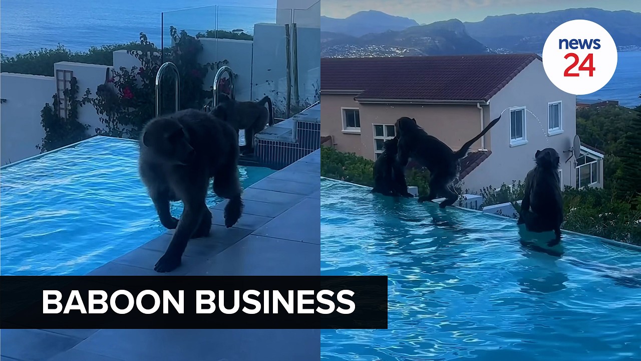 WATCH | Baboons in a pool: How we proved the viral video isn&rsquo;t AI, and found the Cape Town house