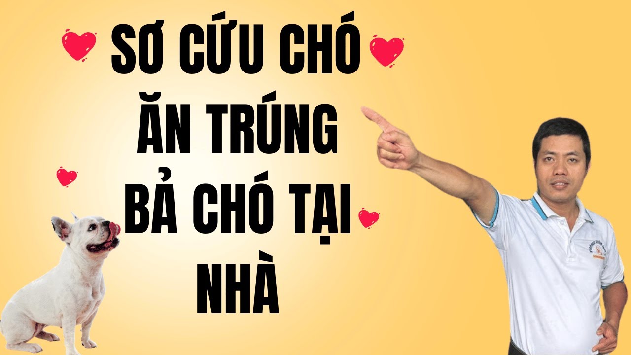 Hé lộ : Cách CỨU SỐNG chó ăn phải bả tại nhà, 99% người không biết I Bác Sĩ Thuận