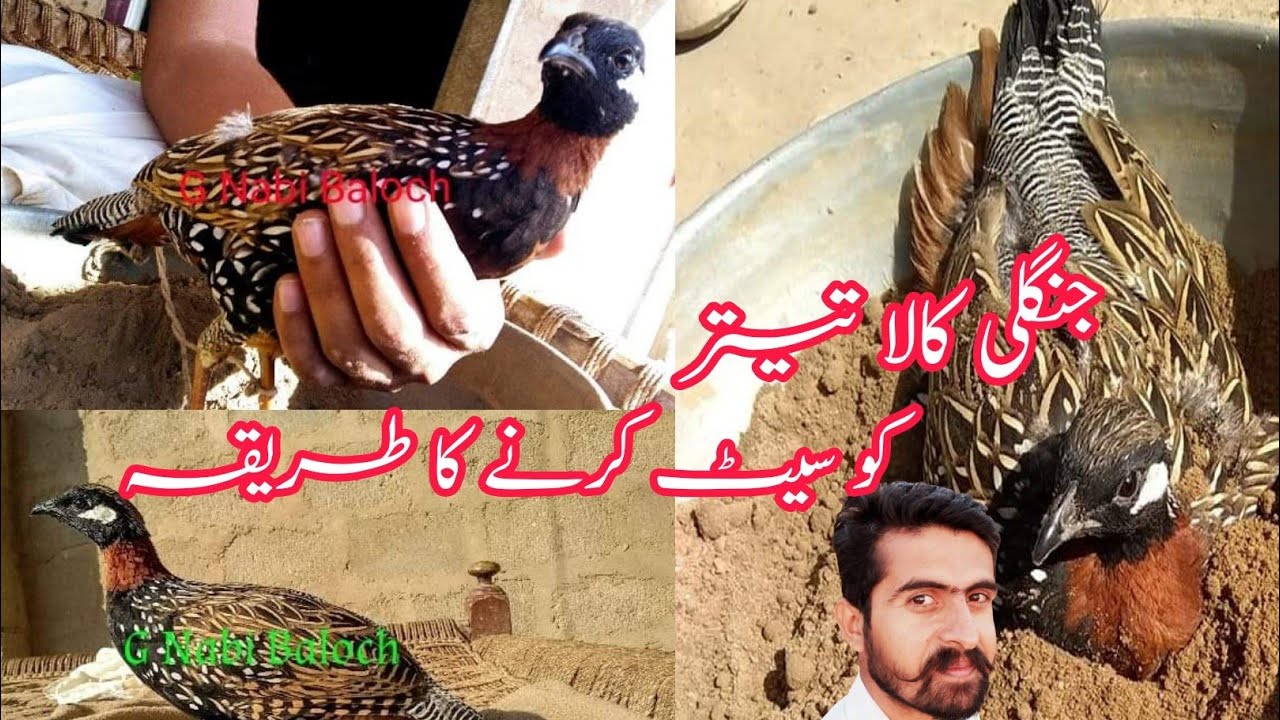 Jungle kala Teetar ko Set Karne ka Tarika How to Set new black Francolin G Nabi Baloch