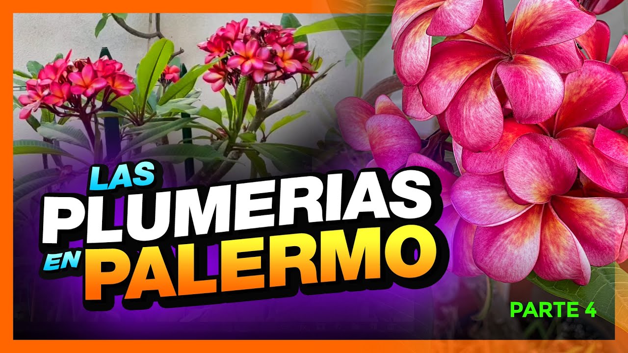 🚨 CUATRO COLECCIONES de PLUMERIAS en PALERMO