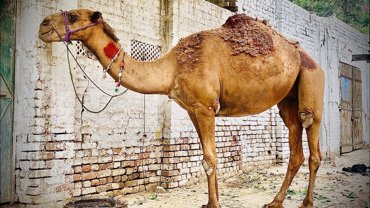 Kitna piara camel 😊hamara nahi hai bhai 🫠🥹