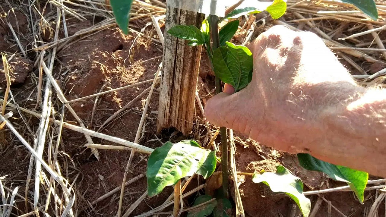 Cultivo do MARACUJÁ: Cuidados e condução da planta