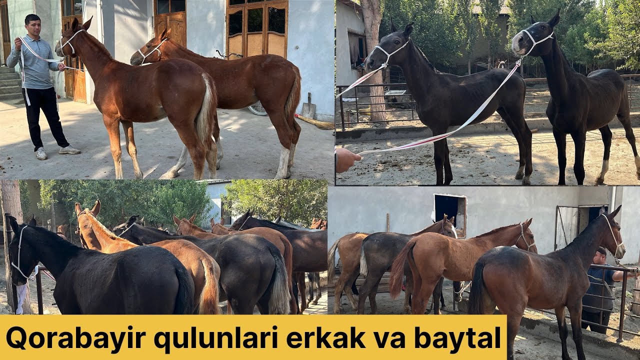 Qorabayir qulun toylar optim joyidan kõring narhlari ham hamyonbop bõldi 