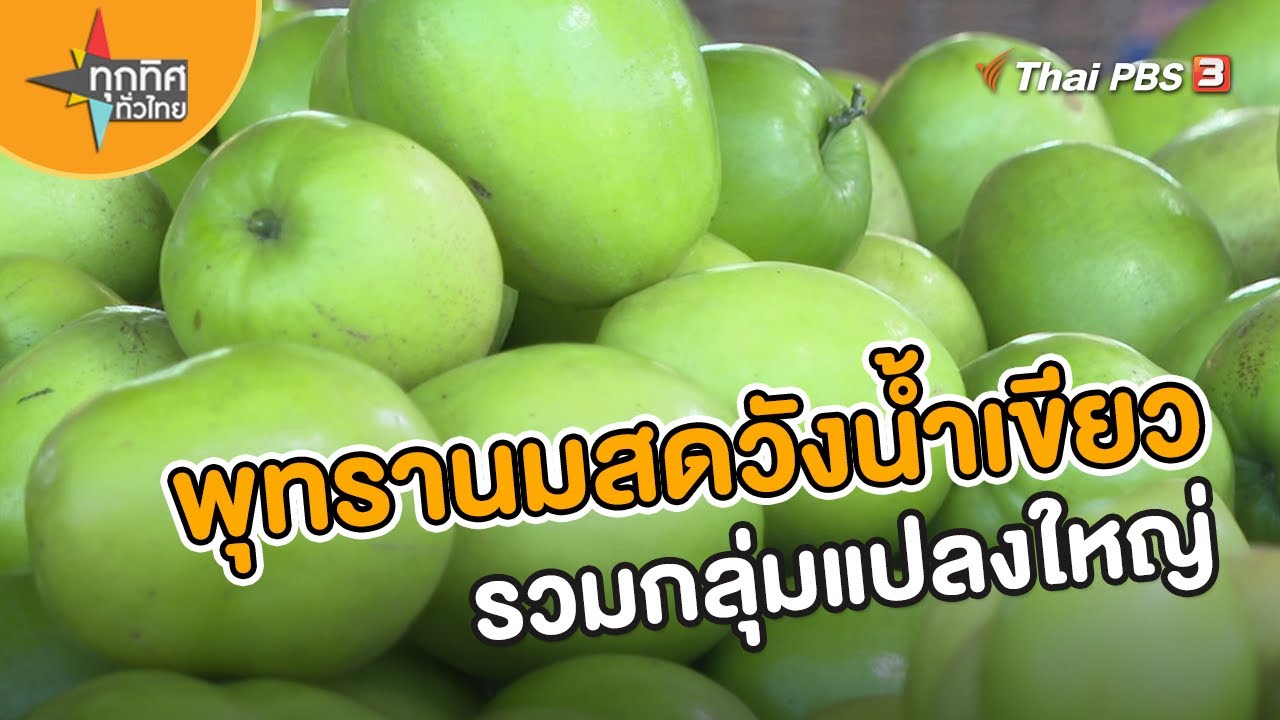 พุทรานมสดวังน้ำเขียวรวมกลุ่มแปลงใหญ่ | อาชีพทั่วไทย