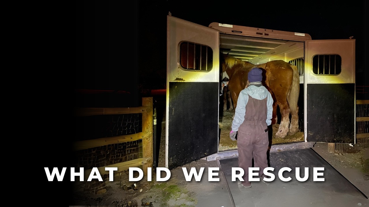 Shocking Amish Horse Rescue, Part 1