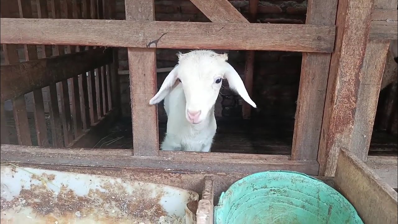 Suhunya Domba Bantul #domba #dombakontes #viral #fyp #trending #shorts
