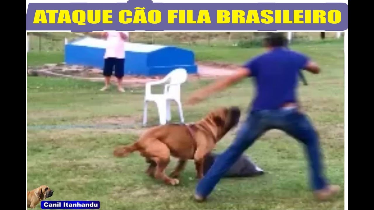 Temperamento cão  Fila Brasileiro - Vulcao do Itanhandu