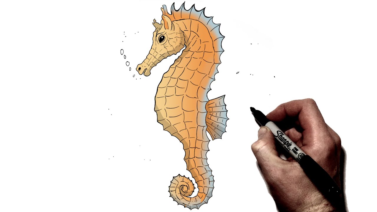 How To Draw A Seahorse | Step By Step