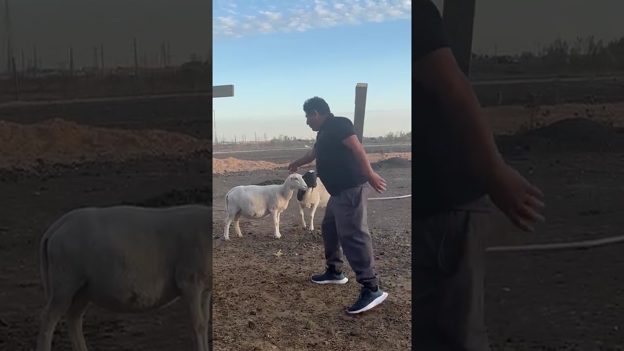 Borregas preñadas