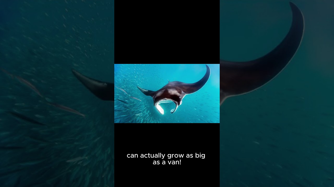 Newly Identified Manta Ray Species Can Grow as Big #facts #animallife #animalfacts