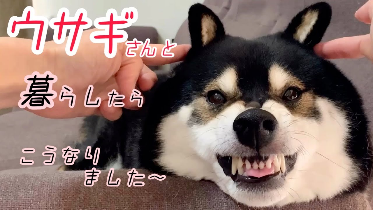 ウサギと暮らすと、柴犬はこうなりました。