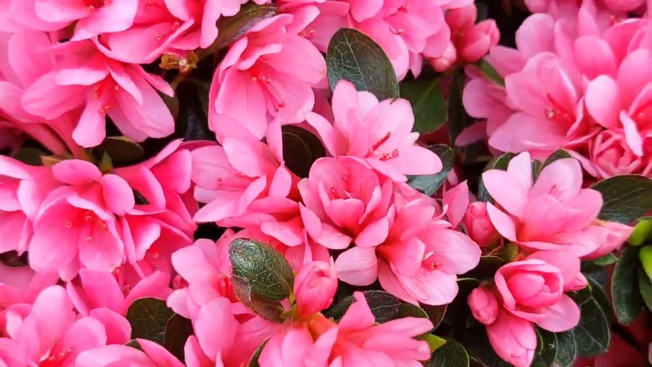 Azalea japonica 'Kirin'