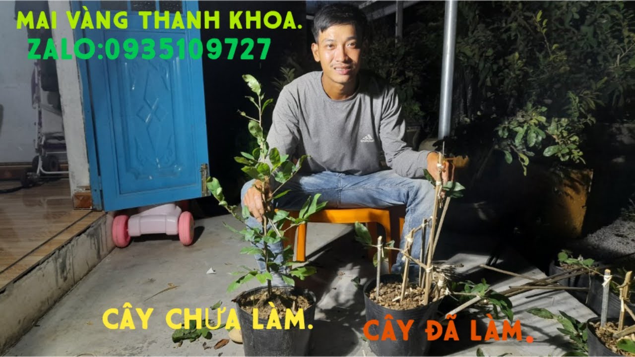 Kỹ thuật tạo cây mai dáng long BÌNH ĐỊNH từ cây con|MAI VÀNG THANH KHOA