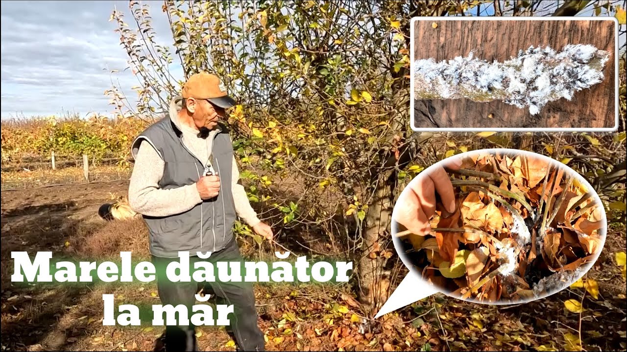 Principalul dăunător al mărului: păduchele lânos