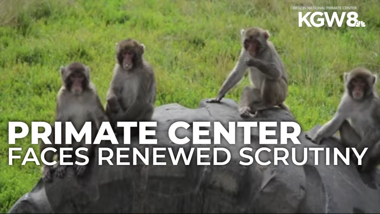 OHSU primate research center faces renewed scrutiny with Oregon animal testing bill