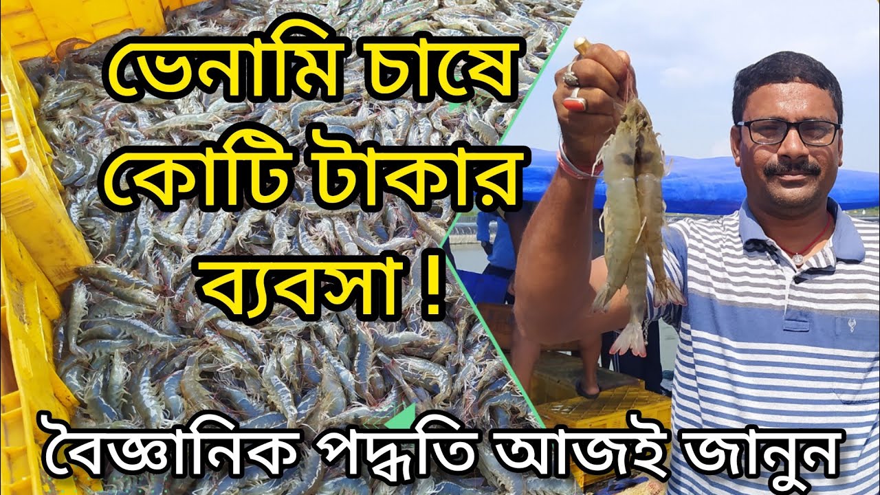 গল্প নয় সত্যি,মাছ চাষ করে কোটি টাকা রোজগার। ভেনামি চিংড়ি চাষ পদ্ধতি। Vannamei shrimp farming ।