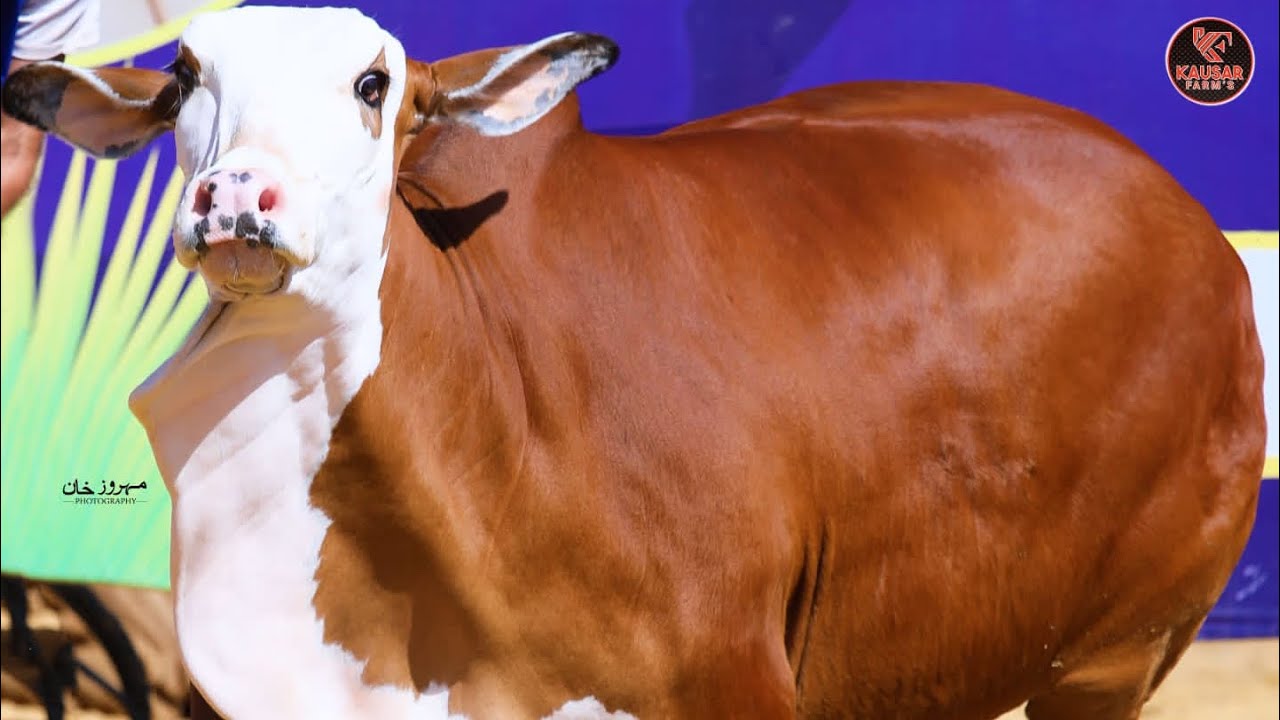 Bakra Eid 2024 ft. Oza ki Caramel 🤎