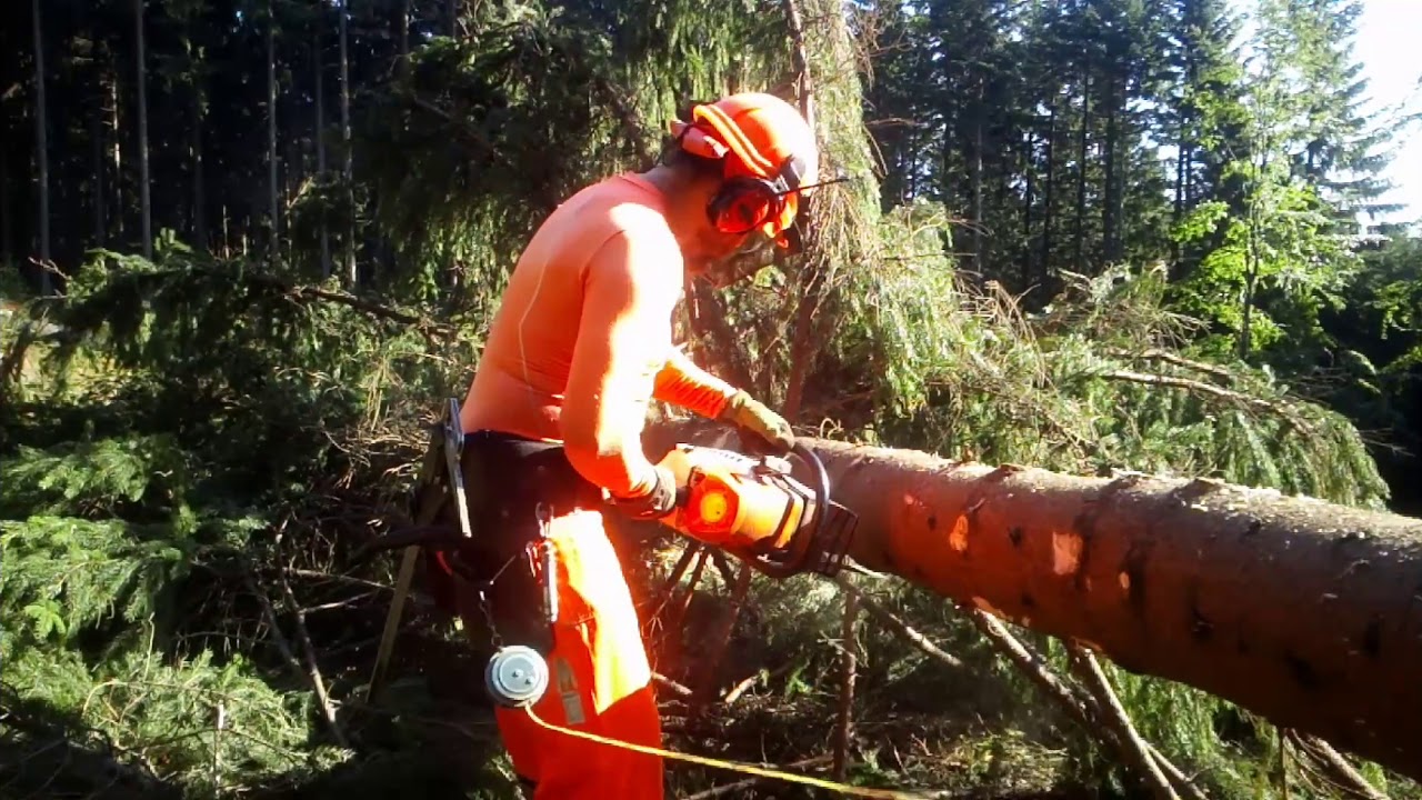 Working in forest, 280-2019, Im wald arbeiten, Pr&aacute;ce v lese 🇨🇿