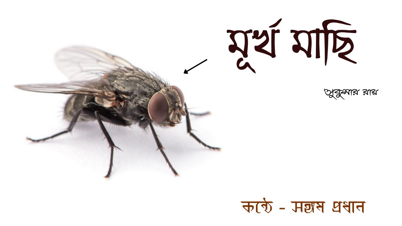 মূর্খ মাছি ।। সুকুমার রায় ।। Murkho Machi ।। Sukumar Ray ।। Sangam Pradhan ।।