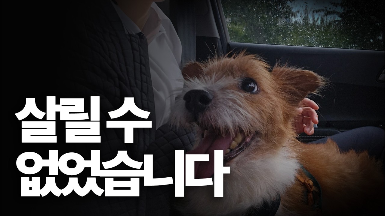 도살장에서 울던 아이를 데려왔습니다