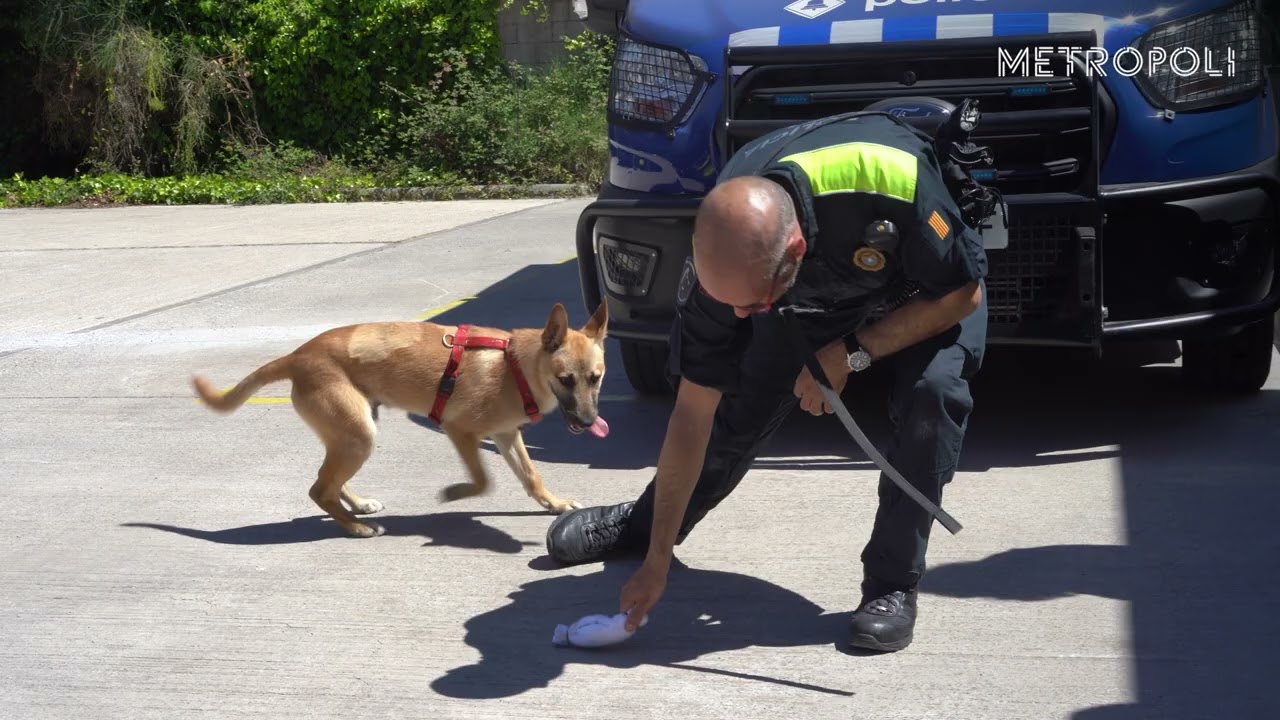 F&eacute;nix, el nuevo compa&ntilde;ero de la Polic&iacute;a Local de Sant Boi que sobrevivi&oacute; al maltrato animal