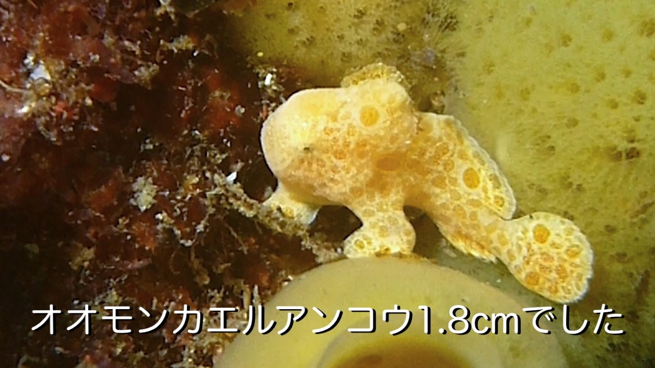 オオモンカエルアンコウ1.8cmでした 館山 西川名 202603a【4K】
