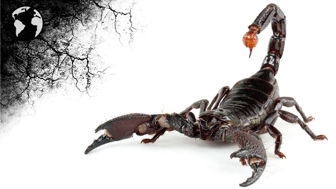 7 choses insolites sur les SCORPIONS
