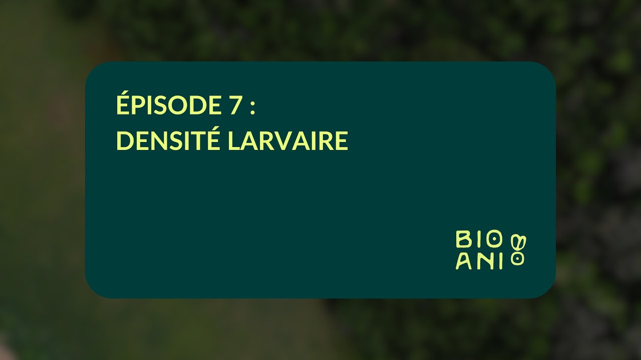 GUIDE MSN (BSF) | Épisode 7 | DENSITÉ LARVAIRE