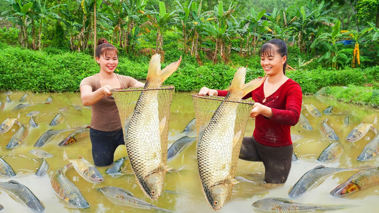 Harvesting A Lot Of Fish At Mud Pond Goes to market sell - Cooking Fish | Tiểu Vân Daily Life