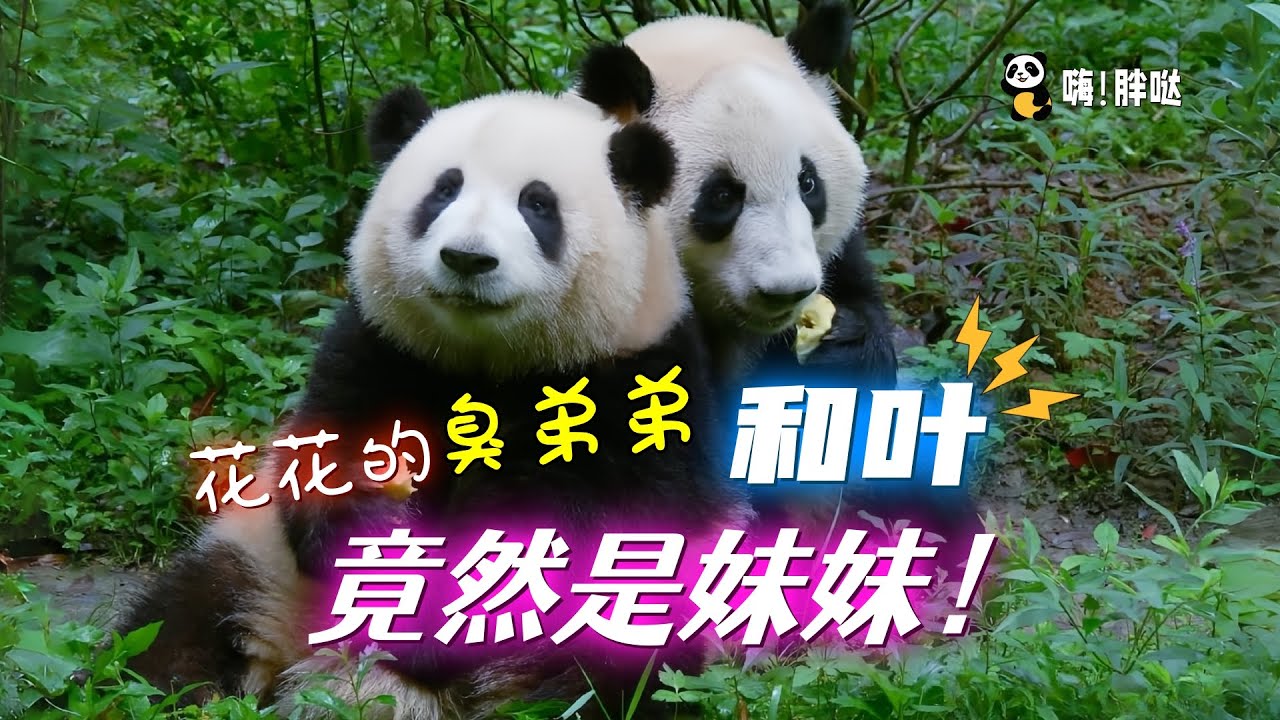 震惊：和花弟弟和叶“王子”变“公主”，花花弟弟变妹妹，和叶竟然是女熊，爸爸美兰：这剧情我熟，孩子随我