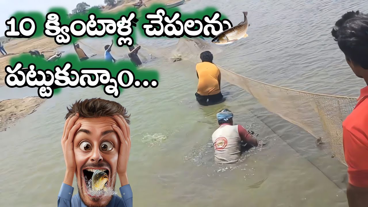 10 క్వింటాళ్ల చేపలను పట్టుకున్నాo... 😱. #చేపలు #చేపలవేట #fishingvillageboy #fishing #lifeoflove