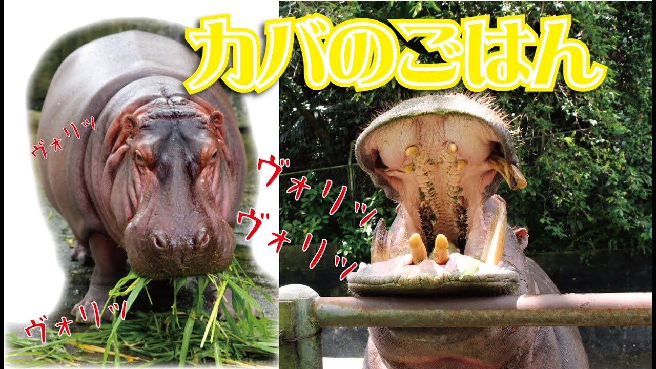 どうぶつたち【カバのごはん】ANIMALS in Okinawa Zoo & Museum ~ Feeding Hippopotamuses