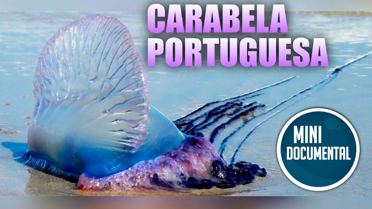 Carabela portuguesa o agua mala (mini documental)