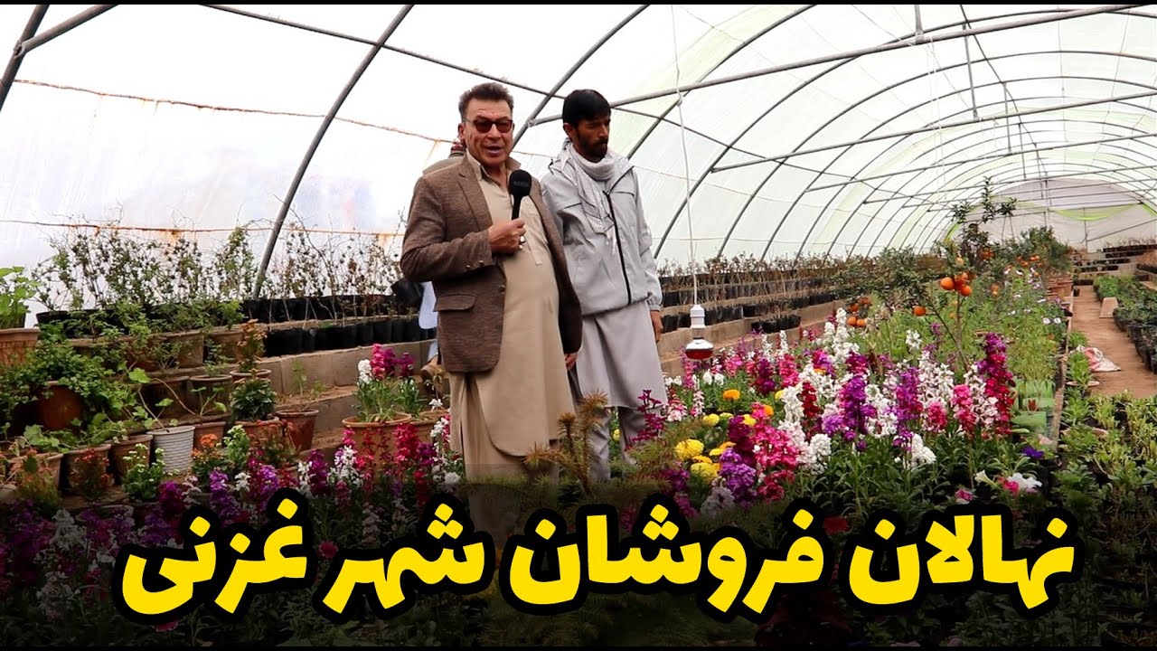 گزارش از بازار گرم نهالان فروشان در شهر غزنی