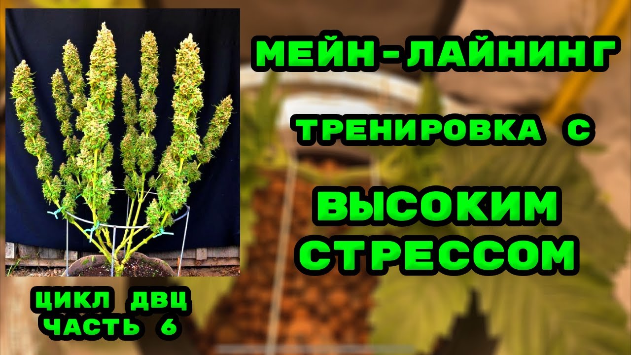 Тренировка конопли, Метод Мейн Лайнинг(Main Lining) Как делать топпинг растения. Основы ДВЦ, Часть 6