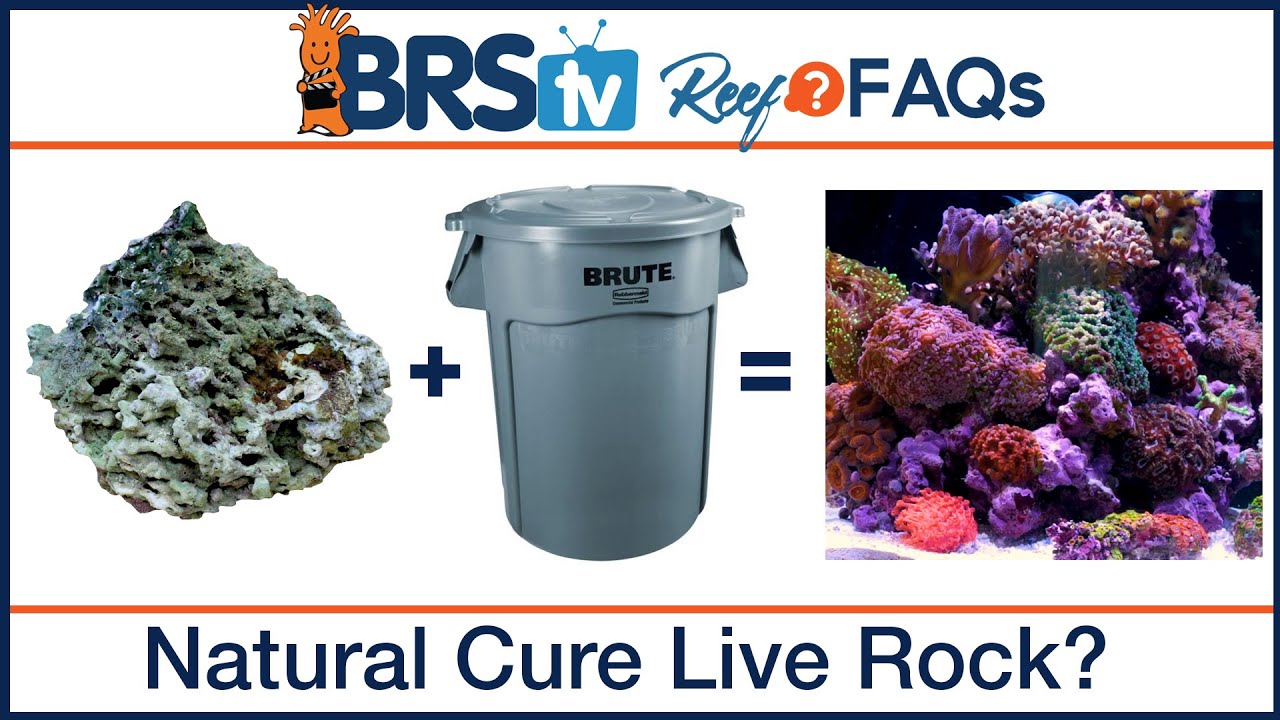 Natural curing live rock for a saltwater fish tank | Reef FAQs