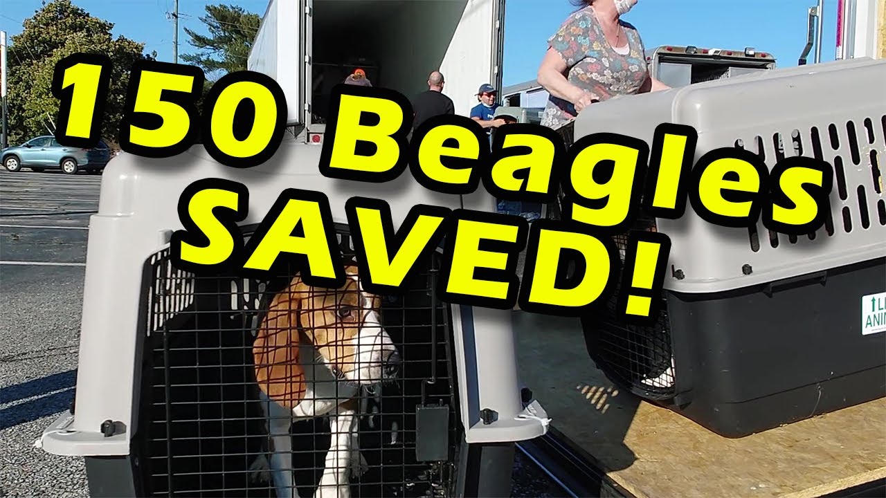 Kindness Ranch Saves 150 beagles from lab research!