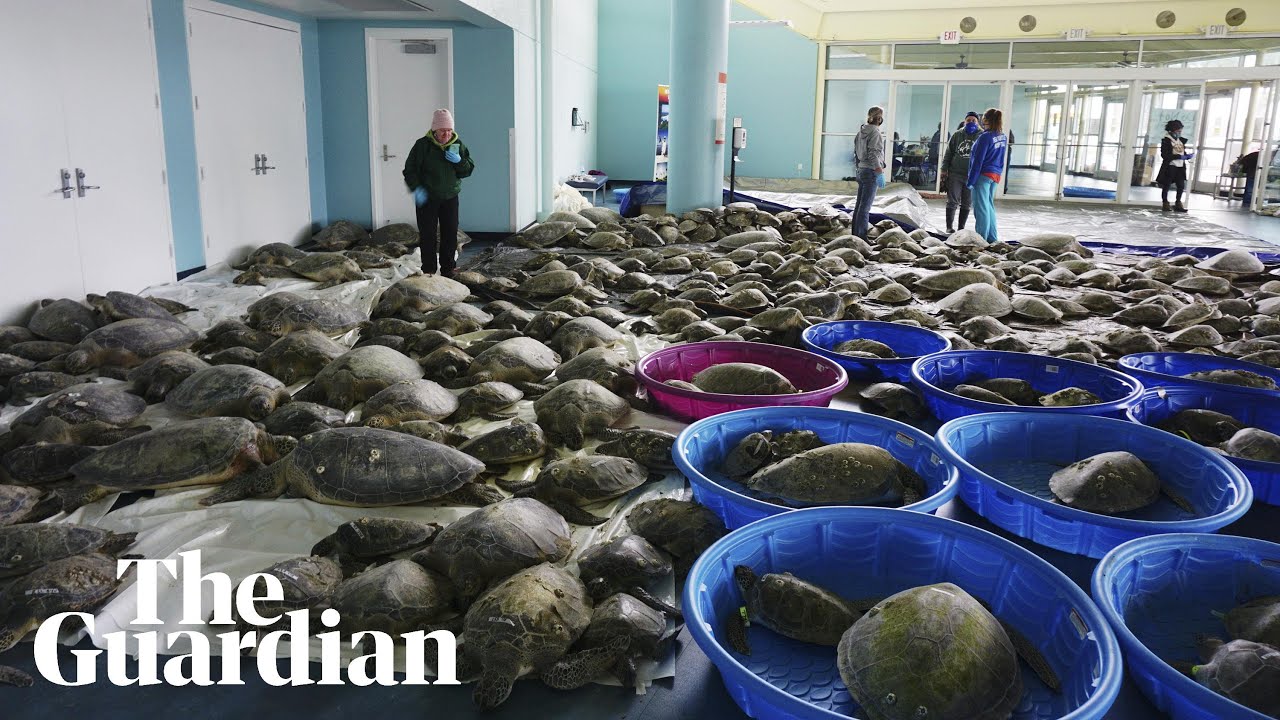 Thousands of 'cold-stunned' sea turtles rescued from freezing waters in Texas