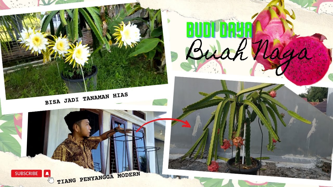 Cara Budidaya Buah Naga dalam POT agar Cepat Berbuah dengan Tiang Penyangga Besi Beton